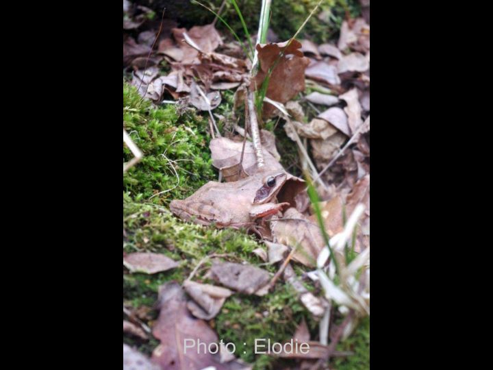 2012 CRAPAUDROME ÉLODIE